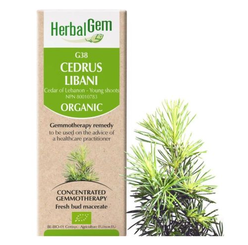 HerbalGem Cedrus Libani (Cedar of Lebanon) G38, 50 ml
