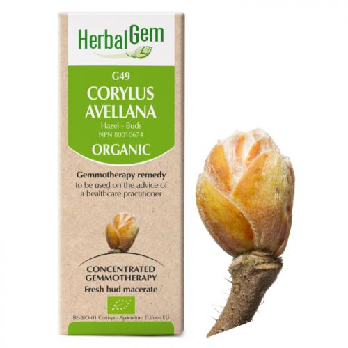 HerbalGem-Corylus-avellana-G4