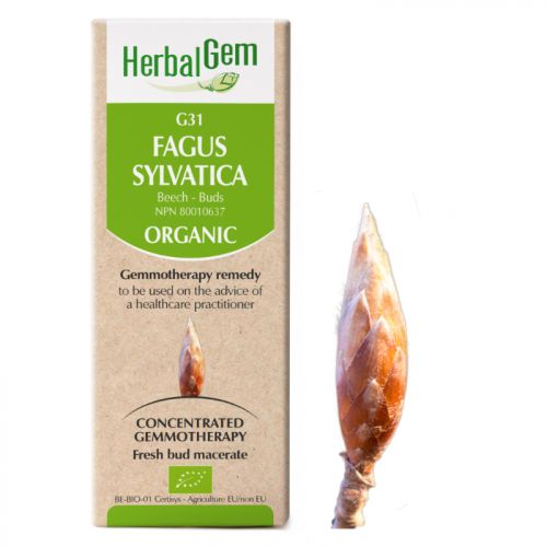 HerbalGem-Fagus-sylvatica-G31