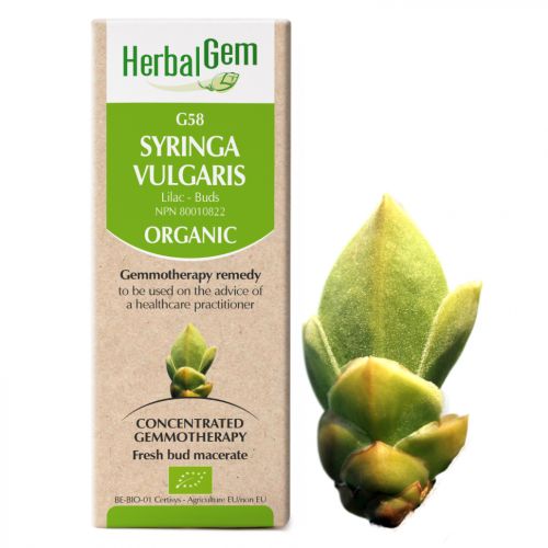 HerbalGem-Syring- vulgaris-G58