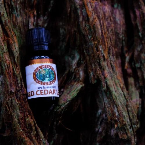Sea Wench Naturals Coastal Red Cedar Leaf Oil - 10ml