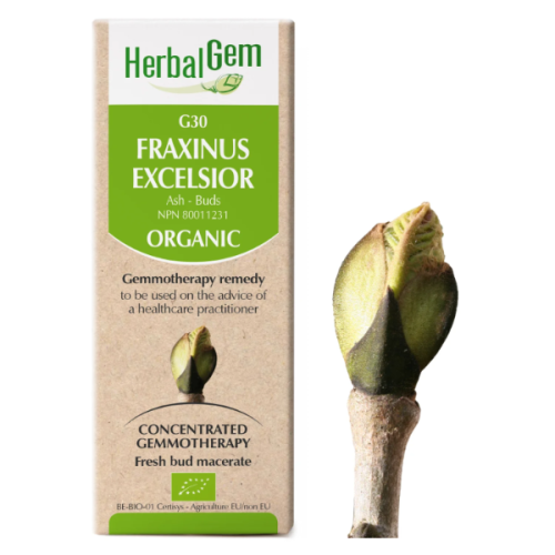HerbalGem Fraxinus excelsior | G30 - 15 ml