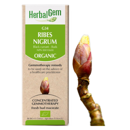 HerbalGem Ribes nigrum | G34 - 15 ml