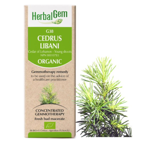 HerbalGem Cedrus libani | G38 - 15 ml