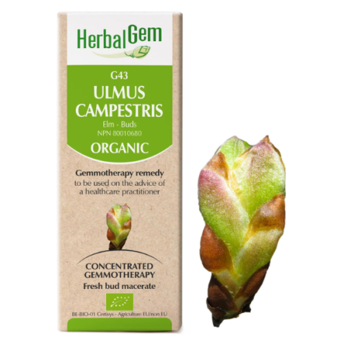 HerbalGem Ulmus campestris | G43 - 15 ml