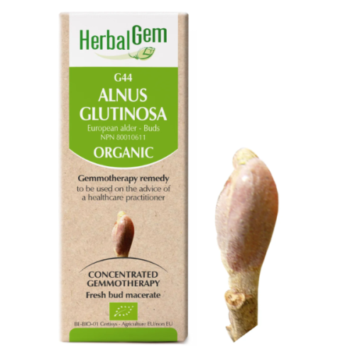 HerbalGem Alnus glutinosa | G44 - 15 ml