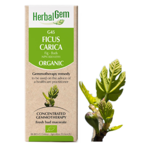 HerbalGem Ficus carica | G45 - 15 ml