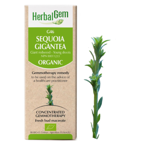 HerbalGem Sequoia gigantea | G46 - 15 ml
