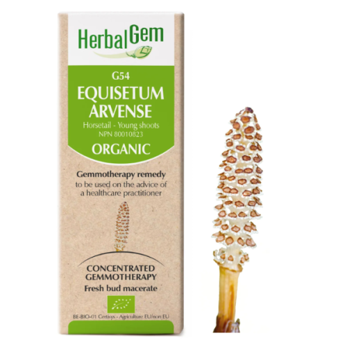 HerbalGem Equisetum arvense | G54 - 15 ml