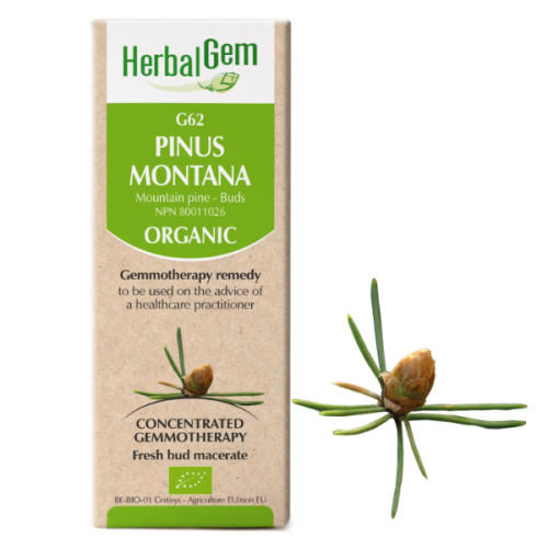 HerbalGem Pinus montana | G62 - 15 ml