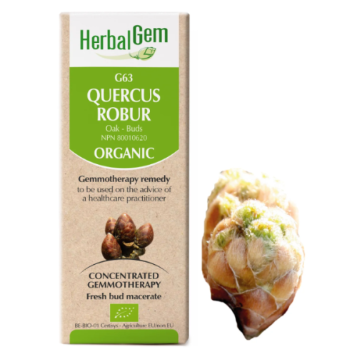 HerbalGem Quercus robur / pedunculata | G63 - 15 ml