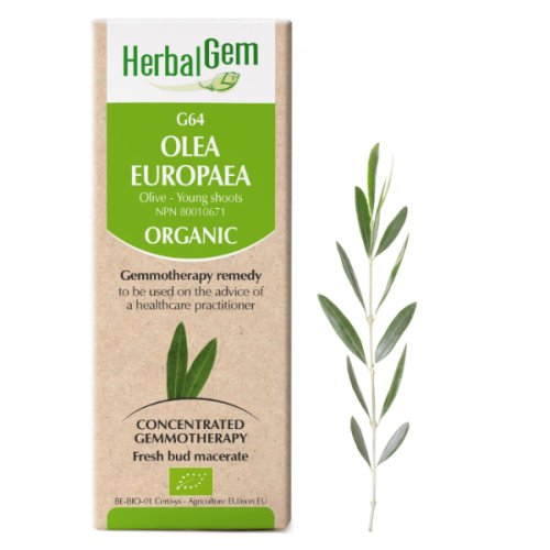HerbalGem Olea europaea | G64 - 15 ml