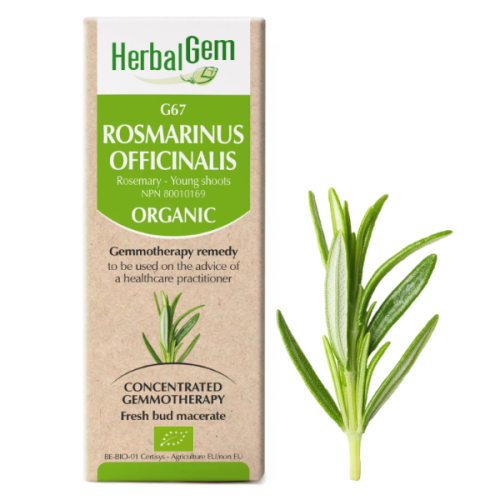 HerbalGem Rosmarinus officinalis | G67 - 15 ml