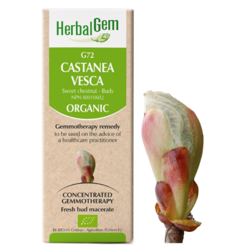 HerbalGem Castanea vesca | G72 - 15 ml
