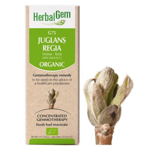 HerbalGem Juglans regia | G75 - 15 ml
