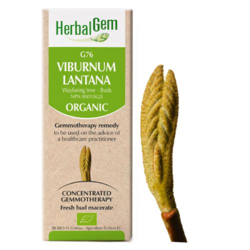 HerbalGem Viburnum lantana | G76 - 15 ml